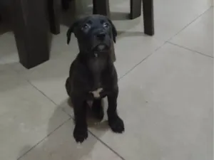 Cachorro raça SRD-ViraLata idade Abaixo de 2 meses nome Filhote SDR