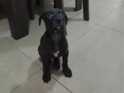 Cachorro raça SRD-ViraLata idade Abaixo de 2 meses nome Filhote SDR