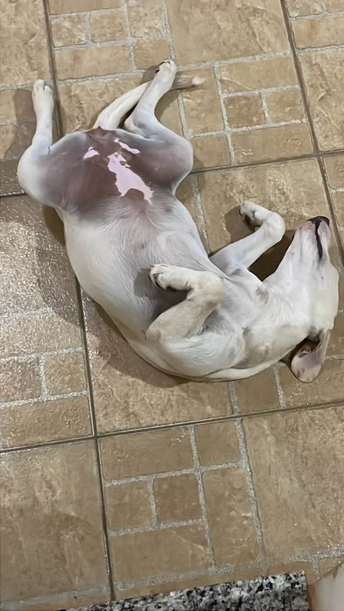 Cachorro ra a SRD-ViraLata idade 7 a 11 meses nome Lila