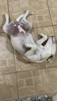 Lila