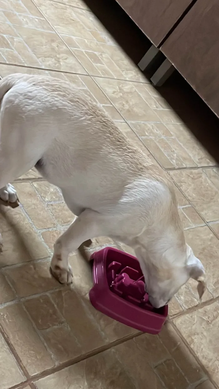 Cachorro ra a SRD-ViraLata idade 7 a 11 meses nome Lila