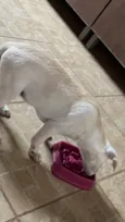 Lila