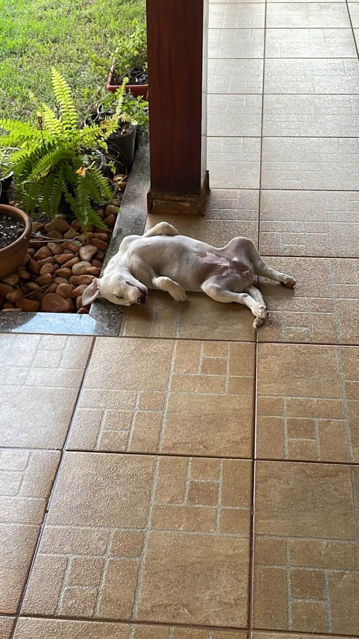 Cachorro ra a SRD-ViraLata idade 7 a 11 meses nome Lila