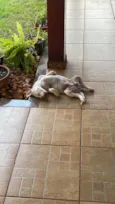 Lila