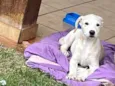 Lila
