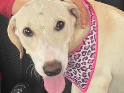 Cachorro raça SRD-ViraLata idade 7 a 11 meses nome Lila