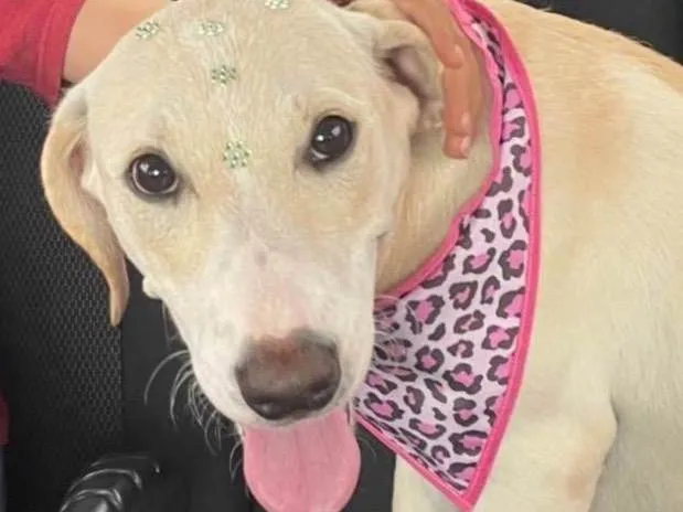 Cachorro ra a SRD-ViraLata idade 7 a 11 meses nome Lila