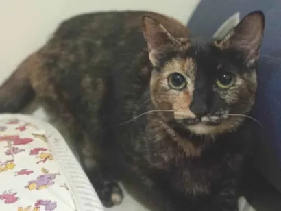 Gato raça SRD-ViraLata idade 7 a 11 meses nome Gatinhas tricolors e gatinho branco