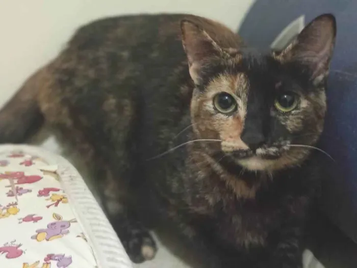 Gato ra a SRD-ViraLata idade 7 a 11 meses nome Gatinhas tricolors e gatinho branco