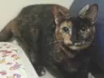 Gatinhas tricolors e gatinho branco