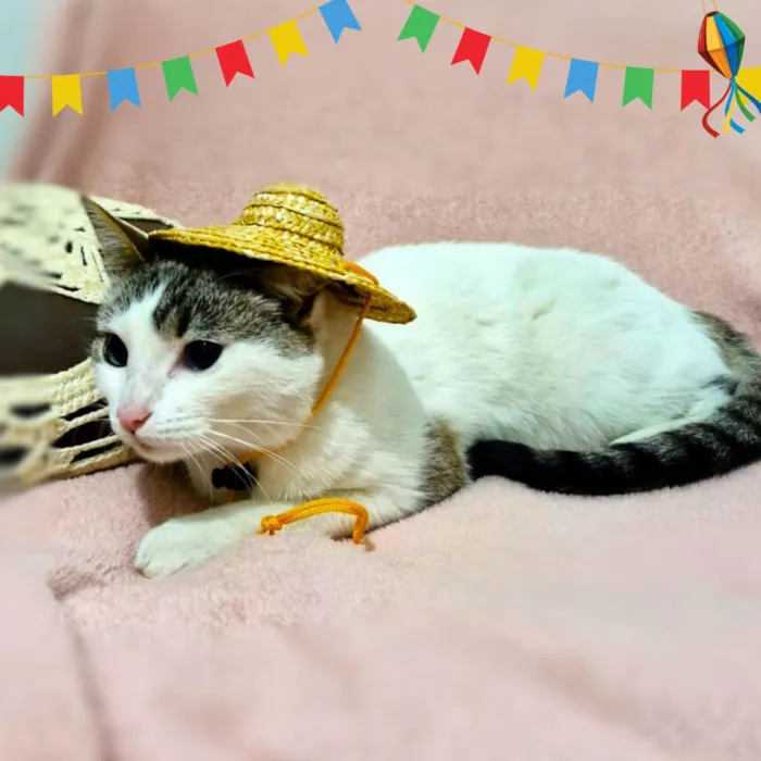Gato ra a SRD-ViraLata idade 2 a 6 meses nome Falar com Beatriz - Whats 11 95359-3544