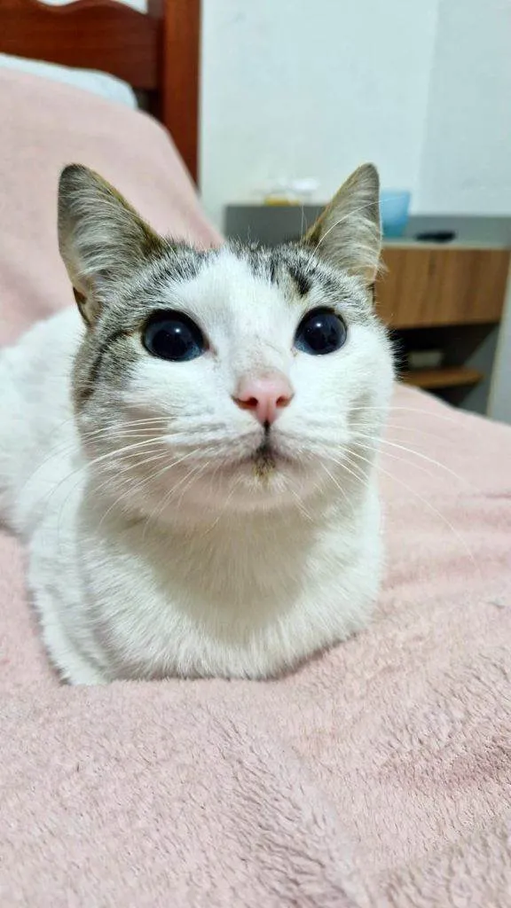 Gato ra a SRD-ViraLata idade 2 a 6 meses nome Falar com Beatriz - Whats 11 95359-3544