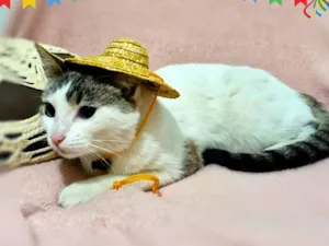 Gato raça SRD-ViraLata idade 2 a 6 meses nome Falar com Beatriz - Whats 11 95359-3544