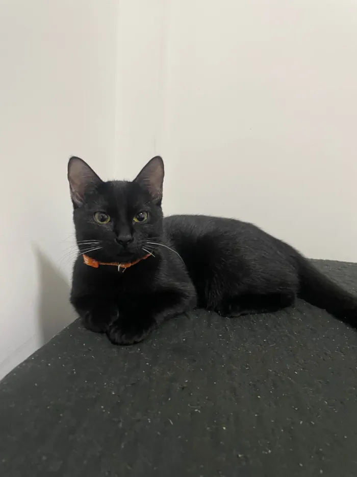 Gato ra a SRD-ViraLata idade 2 a 6 meses nome Sarina e Sal
