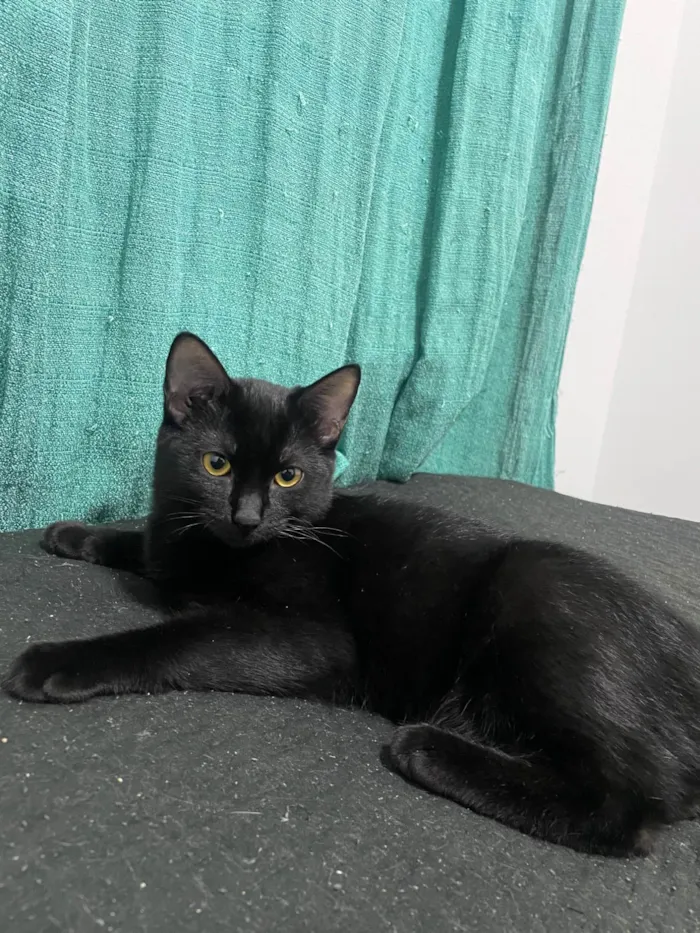 Gato ra a SRD-ViraLata idade 2 a 6 meses nome Sarina e Sal