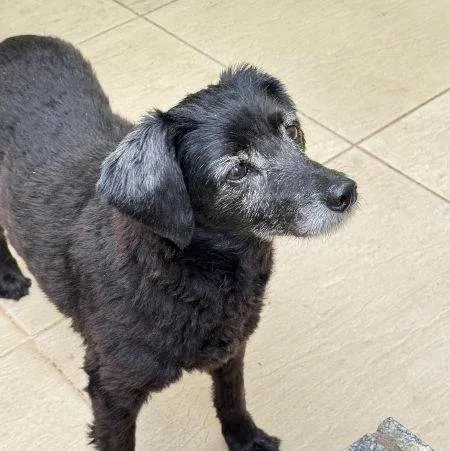 Cachorro ra a SRD-ViraLata idade 7 a 11 meses nome Falar com Jessica - Whats 11 91459-5595