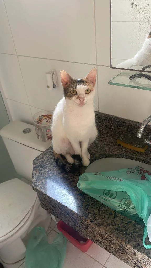Gato ra a SRD-ViraLata idade 2 a 6 meses nome Falar com Tabata - Whats 11 97110-9191