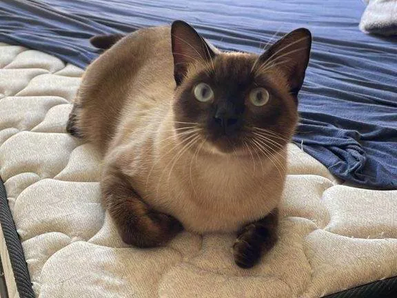 Gato ra a SRD-ViraLata idade 2 a 6 meses nome Falar com Tabata - Whats 11 97110-9191