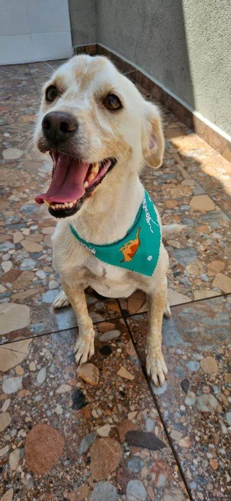 Cachorro ra a SRD-ViraLata idade 2 a 6 meses nome Falar com Lucas - Whats 11 99455-1675