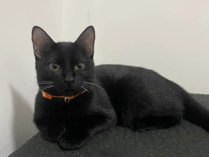 Gato ra a SRD-ViraLata idade 2 a 6 meses nome Sarina e Sal