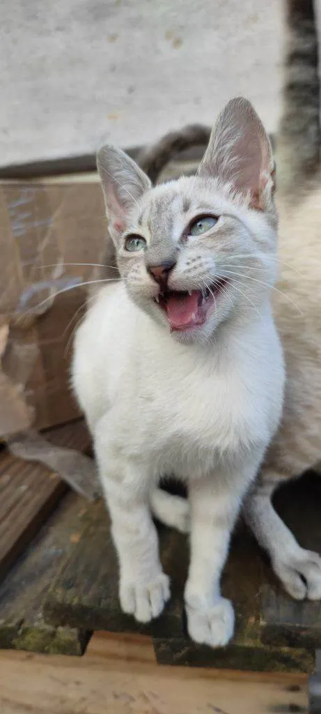 Gato ra a SRD-ViraLata idade Abaixo de 2 meses nome Falar com Michelly - Whats 11 96849-2419