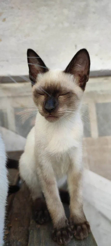 Gato ra a SRD-ViraLata idade Abaixo de 2 meses nome Falar com Michelly - Whats 11 96849-2419