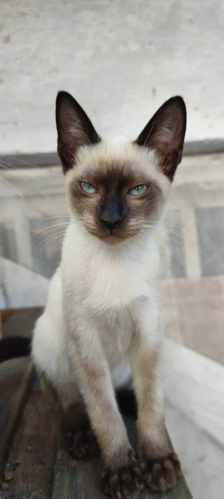 Gato ra a SRD-ViraLata idade Abaixo de 2 meses nome Falar com Michelly - Whats 11 96849-2419