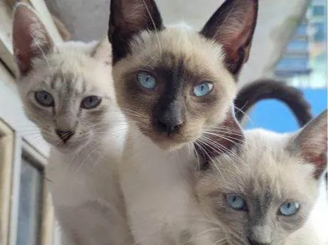 Gato ra a SRD-ViraLata idade Abaixo de 2 meses nome Falar com Michelly - Whats 11 96849-2419