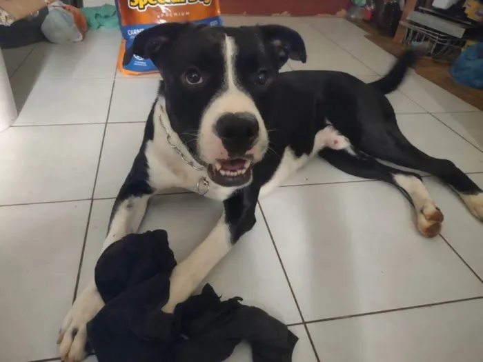Cachorro ra a SRD-ViraLata idade 7 a 11 meses nome Falar com Ezequiel - Whats 11 97869-0631