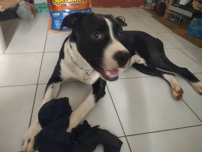Cachorro ra a SRD-ViraLata idade 7 a 11 meses nome Falar com Ezequiel - Whats 11 97869-0631