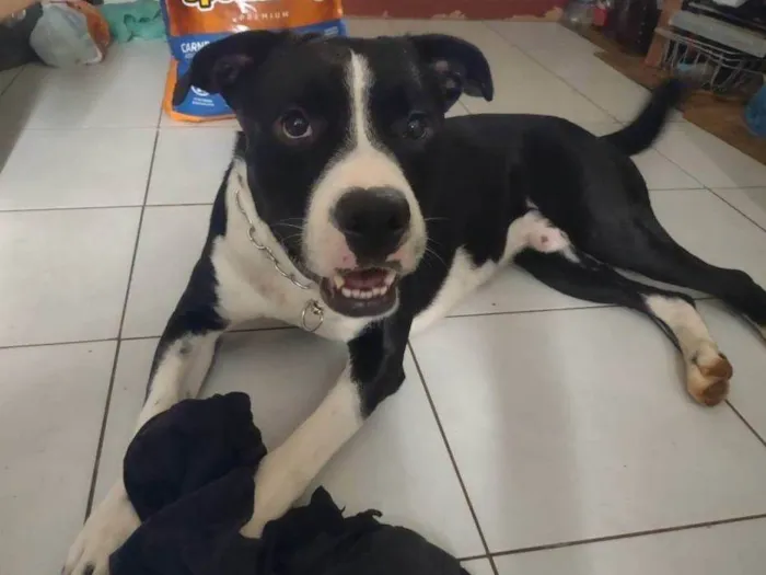 Cachorro ra a SRD-ViraLata idade 7 a 11 meses nome Falar com Ezequiel - Whats 11 97869-0631