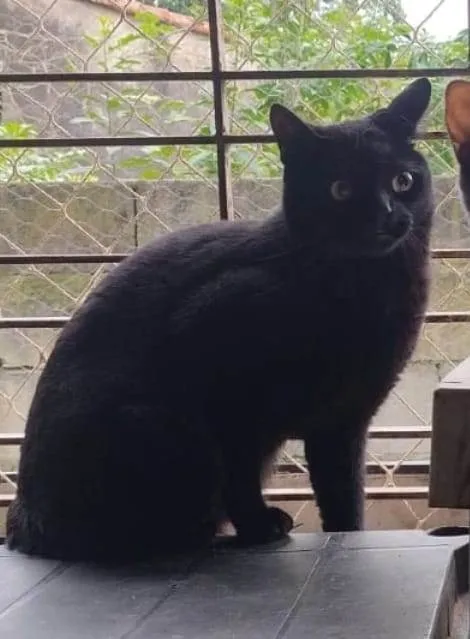 Gato ra a SRD-ViraLata idade 2 a 6 meses nome Falar com Andreia - Whats 11 98163-9947