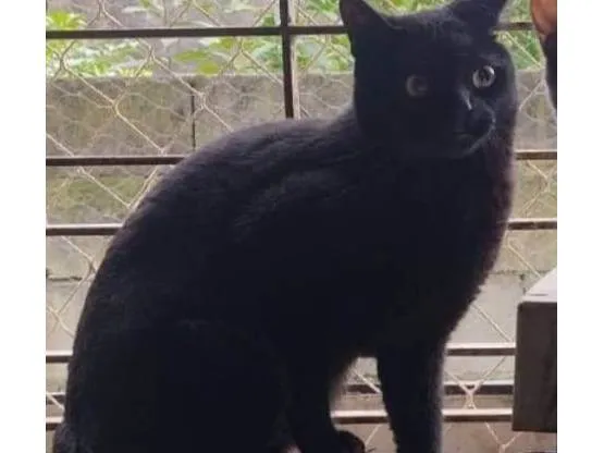 Gato ra a SRD-ViraLata idade 2 a 6 meses nome Falar com Andreia - Whats 11 98163-9947