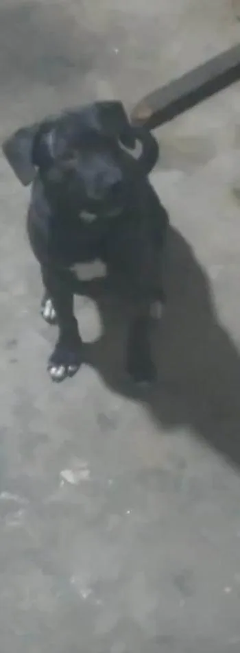 Cachorro ra a SRD-ViraLata idade 2 a 6 meses nome Falar com Beatriz - Whats 11 98417-1242