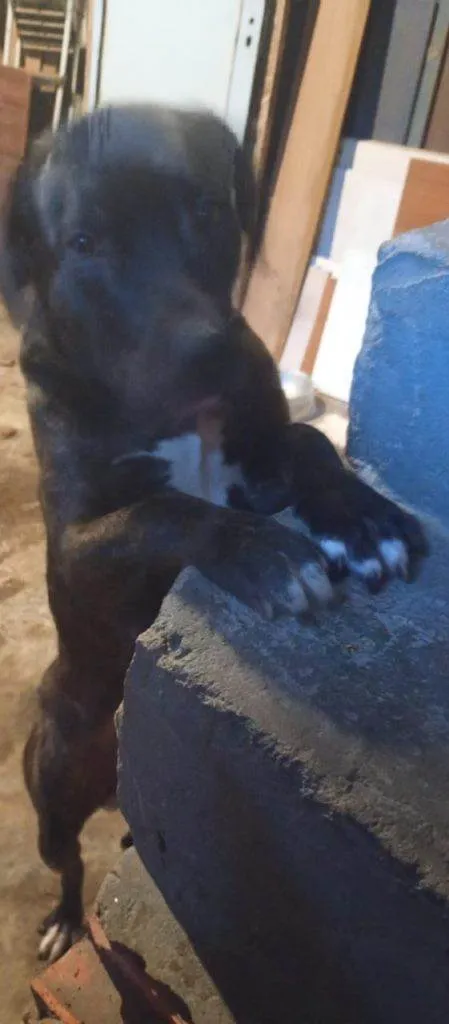 Cachorro ra a SRD-ViraLata idade 2 a 6 meses nome Falar com Beatriz - Whats 11 98417-1242