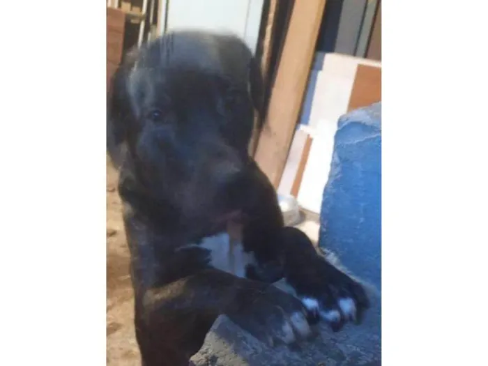 Cachorro ra a SRD-ViraLata idade 2 a 6 meses nome Falar com Beatriz - Whats 11 98417-1242