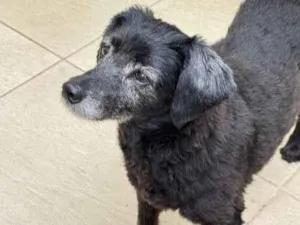 Cachorro raça SRD-ViraLata idade 7 a 11 meses nome Falar com Jessica - Whats 11 91459-5595