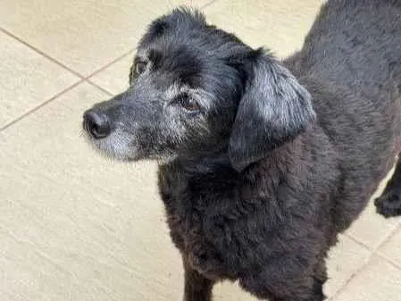 Cachorro ra a SRD-ViraLata idade 7 a 11 meses nome Falar com Jessica - Whats 11 91459-5595
