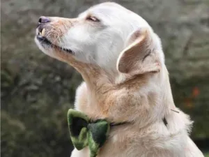 Cachorro raça SRD-ViraLata idade 2 a 6 meses nome Falar com Lucas - Whats 11 99455-1675
