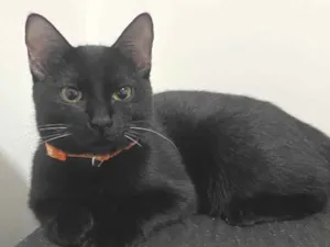Gato raça SRD-ViraLata idade 2 a 6 meses nome Sarina e Sal