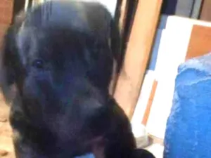 Cachorro raça SRD-ViraLata idade 2 a 6 meses nome Falar com Beatriz - Whats 11 98417-1242