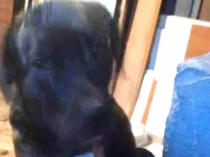 Cachorro raça SRD-ViraLata idade 2 a 6 meses nome Falar com Beatriz - Whats 11 98417-1242