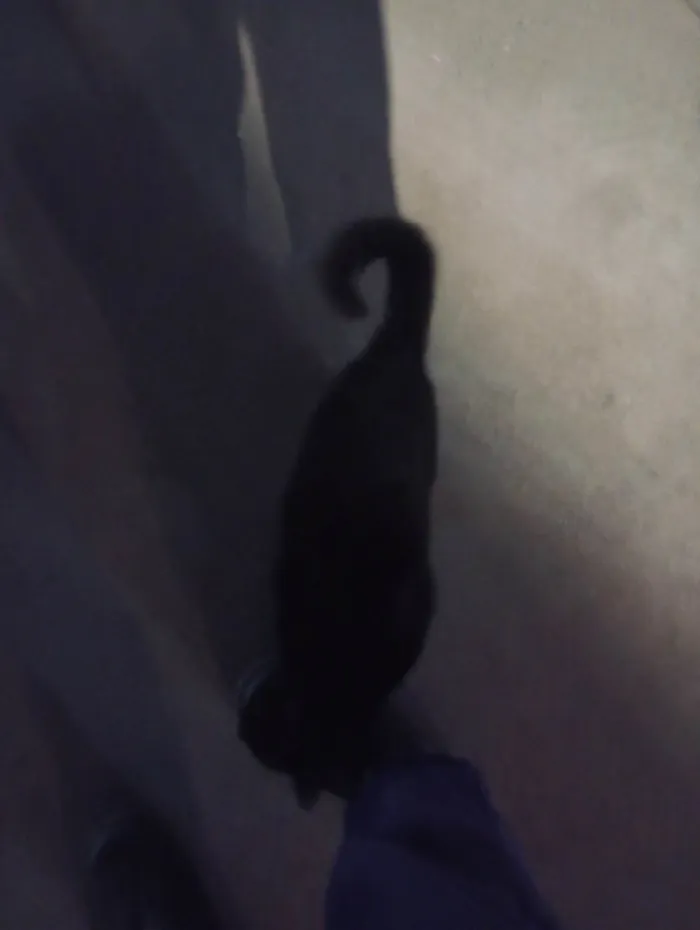 Gato ra a SRD-ViraLata idade 1 ano nome Pretinho 