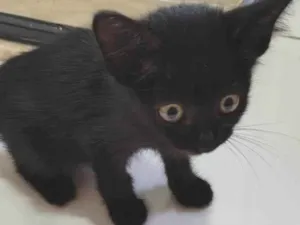 Gato raça SRD-ViraLata idade Abaixo de 2 meses nome Pretinho
