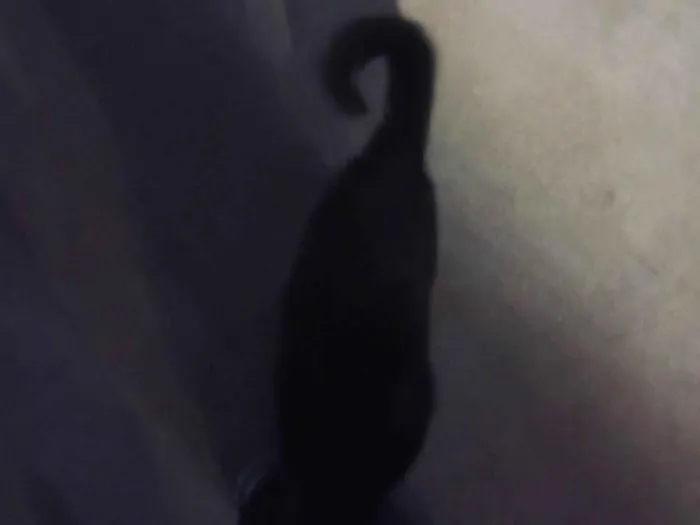 Gato ra a SRD-ViraLata idade 1 ano nome Pretinho 