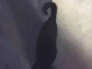Gato raça SRD-ViraLata idade 1 ano nome Pretinho 