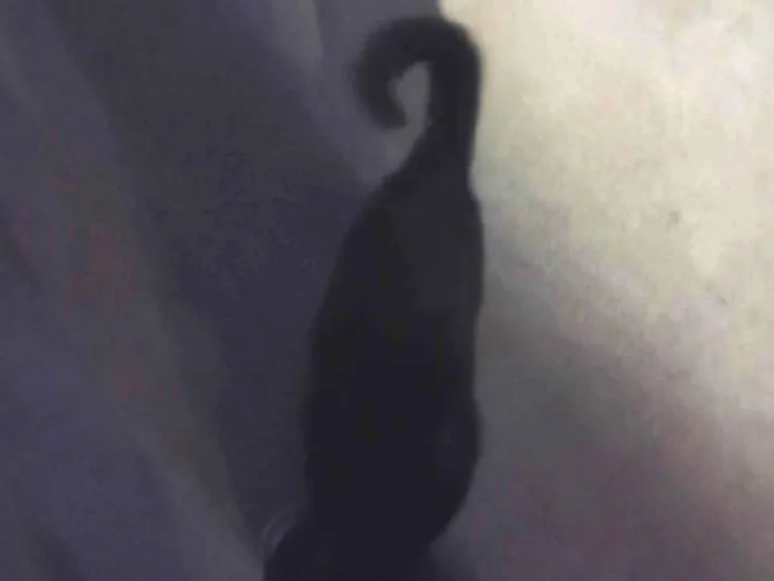 Gato ra a SRD-ViraLata idade 1 ano nome Pretinho 