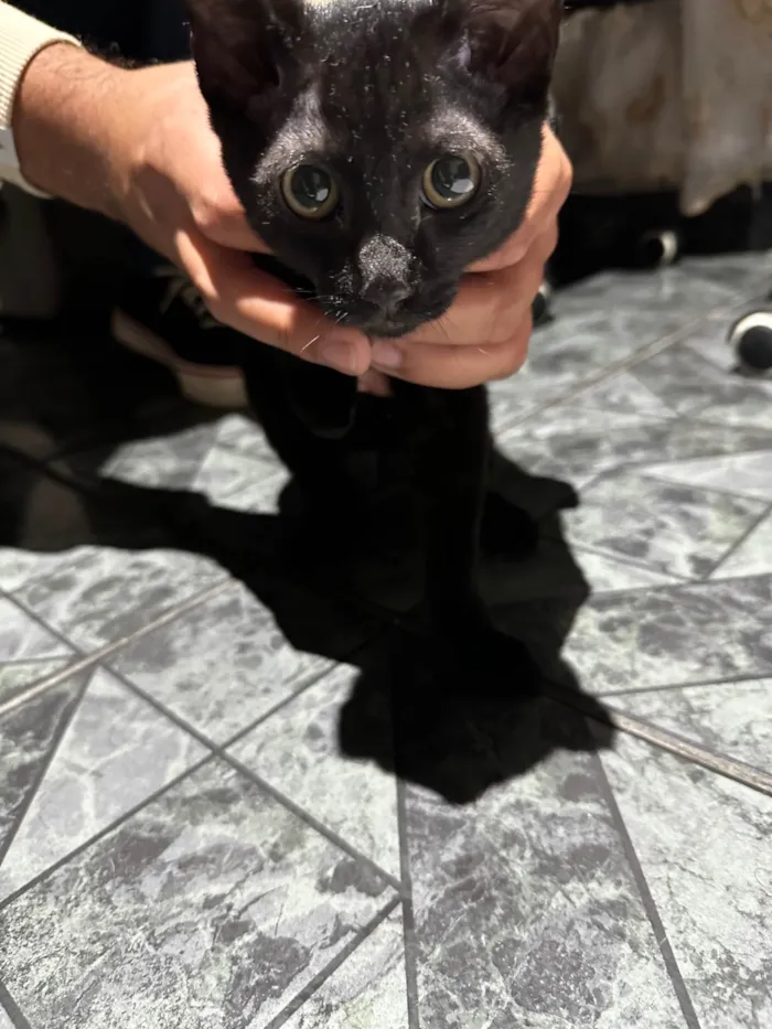 Gato ra a SRD-ViraLata idade 2 a 6 meses nome Sem nome 