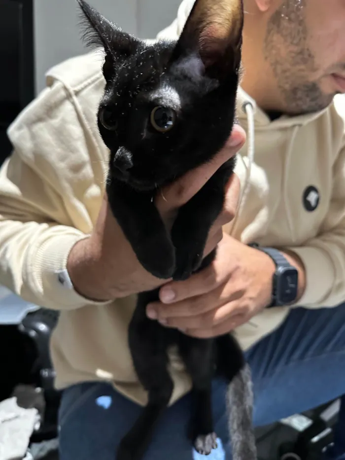 Gato ra a SRD-ViraLata idade 2 a 6 meses nome Sem nome 