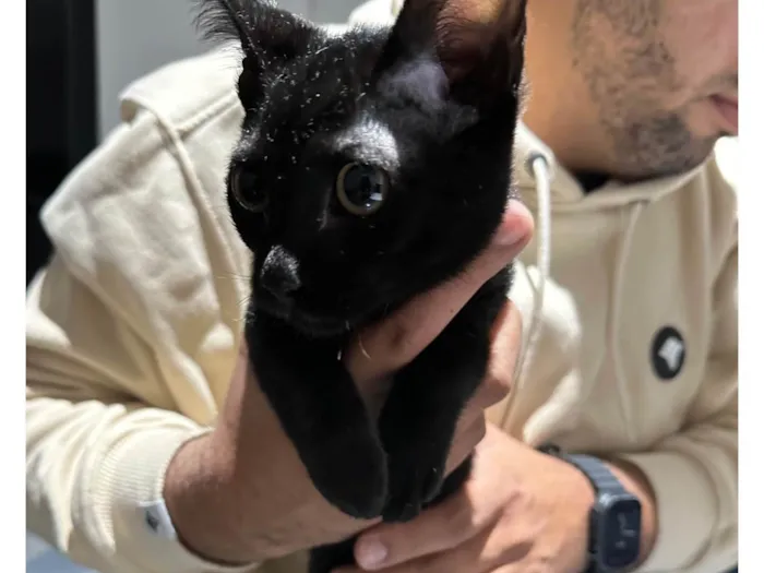 Gato ra a SRD-ViraLata idade 2 a 6 meses nome Sem nome 